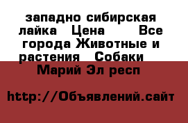 западно сибирская лайка › Цена ­ 0 - Все города Животные и растения » Собаки   . Марий Эл респ.